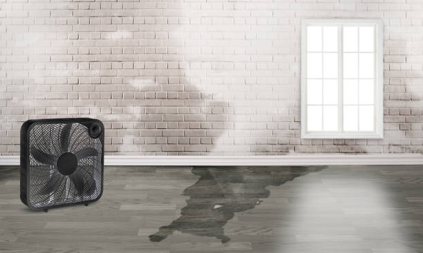 Best Flood restoration services  in Bourbon, MO